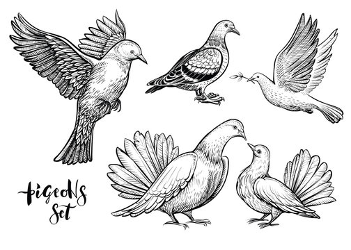 Doves hand drawn illustration.