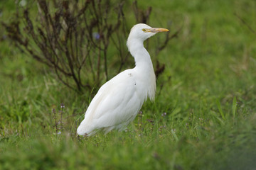 Kuhreiher, Bubulcus ibis, Algarve, Portugal