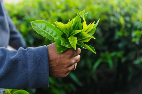 Indian mans hand keeping fresh tea leafs