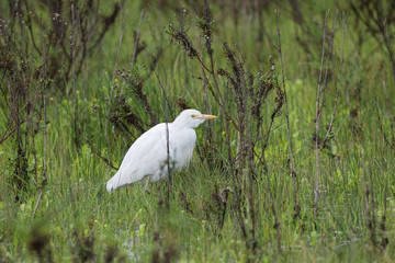 Kuhreiher, Bubulcus ibis, Algarve, Portugal
