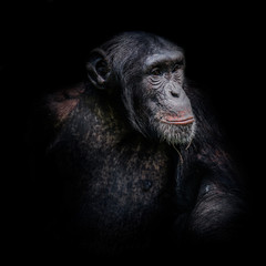 Chimpanzee portrait isolated on black background