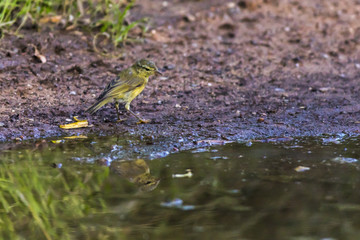 Fitis (Phylloscopus trochilus)