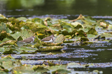 Flussuferläufer (Actitis hypholeucos)
