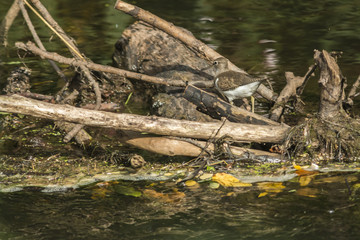 Flussuferläufer (Actitis hypholeucos)