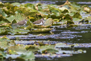 Flussuferläufer (Actitis hypholeucos)