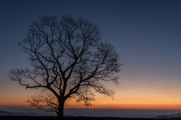 Fototapeta na wymiar Silhouette of Tree with sky