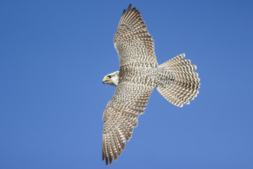 Gerfalke (Falco rusticolus)