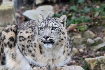 Snow Leopard on the watch