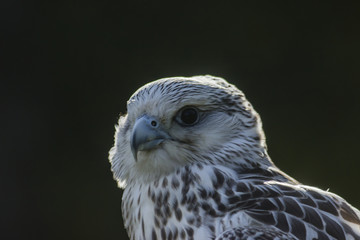 Gerfalke (Falco rusticolus)