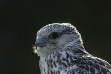 Gerfalke (Falco rusticolus)
