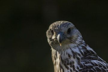 Gerfalke (Falco rusticolus)