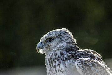 Gerfalke (Falco rusticolus)