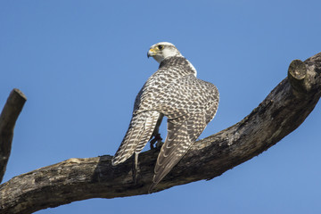 Gerfalke (Falco rusticolus)