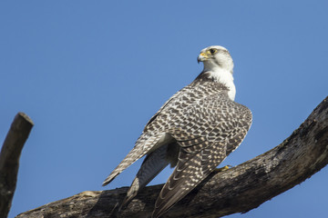 Gerfalke (Falco rusticolus)