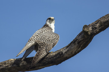 Gerfalke (Falco rusticolus)