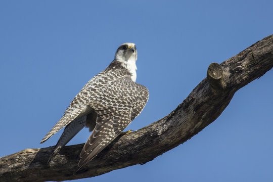 Gerfalke (Falco rusticolus)