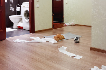 Cute ginger cat was playing with toilet paper. Fluffy pet looking scared and waiting for punishment.