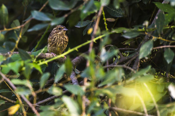 Goldammer (Emberiza citrinella)