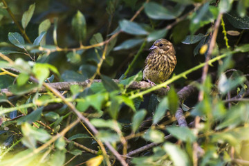 Goldammer (Emberiza citrinella)