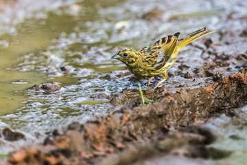 Goldammer (Emberiza citrinella)