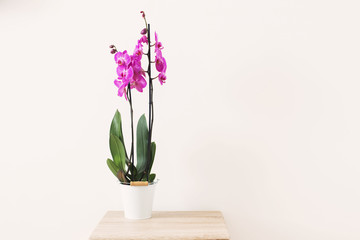 purple orchid on background white wall