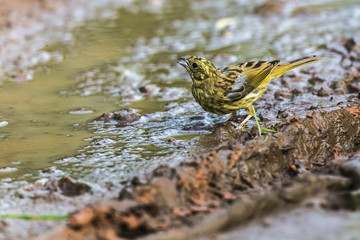 Goldammer (Emberiza citrinella)