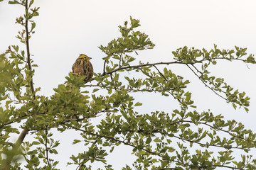 Goldammer (Emberiza citrinella)