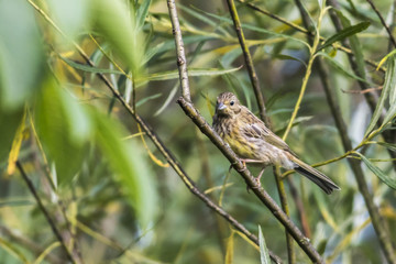 Goldammer (Emberiza citrinella)