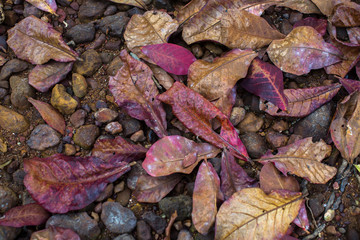 Fallen leaves on the land and stones.