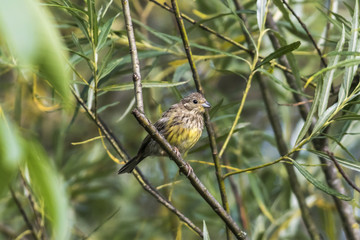 Goldammer (Emberiza citrinella)