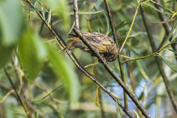 Goldammer (Emberiza citrinella)