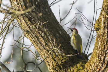 Grünspecht (Picus viridis)