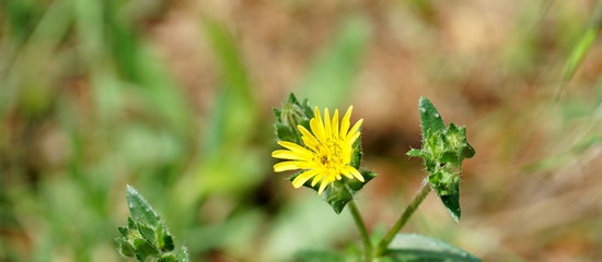 Wild yellow flower in the nature.