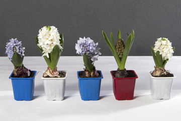 the White and blue hyacinths in pots decorate the table.
