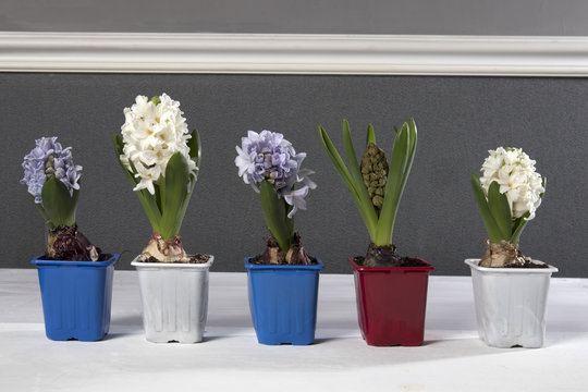 the White and blue hyacinths in pots decorate the table.