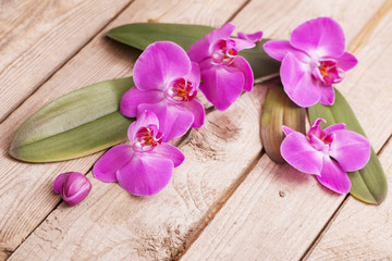 Fototapeta na wymiar orchids on old wooden background