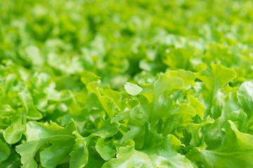 green organic lettuce in front of sunlight background