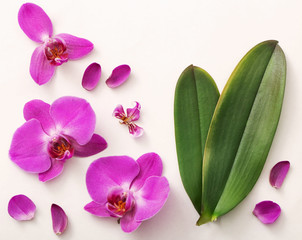 beautiful orchids on white background