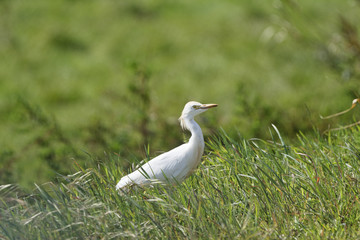Kuhreiher, Bubulcus ibis, Algarve, Portugal