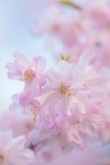 Macro texture of Japanese Pink Weeping Cherry Blossoms in vertical frame