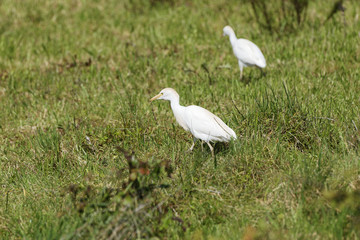 Fototapeta premium Kuhreiher, Bubulcus ibis, Algarve, Portugal
