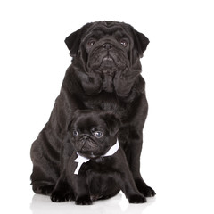 black pug dog sitting with a puppy on white