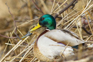 A wild duck mallard walks along the shore of a spring lake.