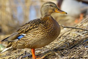 A wild duck mallard walks along the shore of a spring lake.