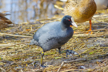 Waterfowl on the shore of a spring lake.