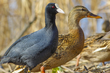 Waterfowl on the shore of a spring lake.