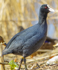 Waterfowl on the shore of a spring lake.