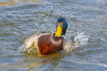A wild duck mallard splashes in the water of a forest lake.