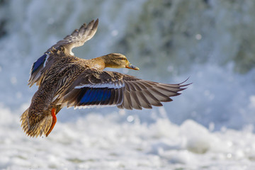 A duck mallard flies over the waters of a forest lake.