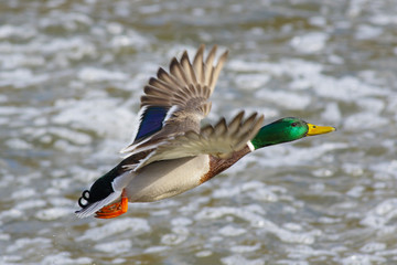 A duck mallard flies over the waters of a forest lake.